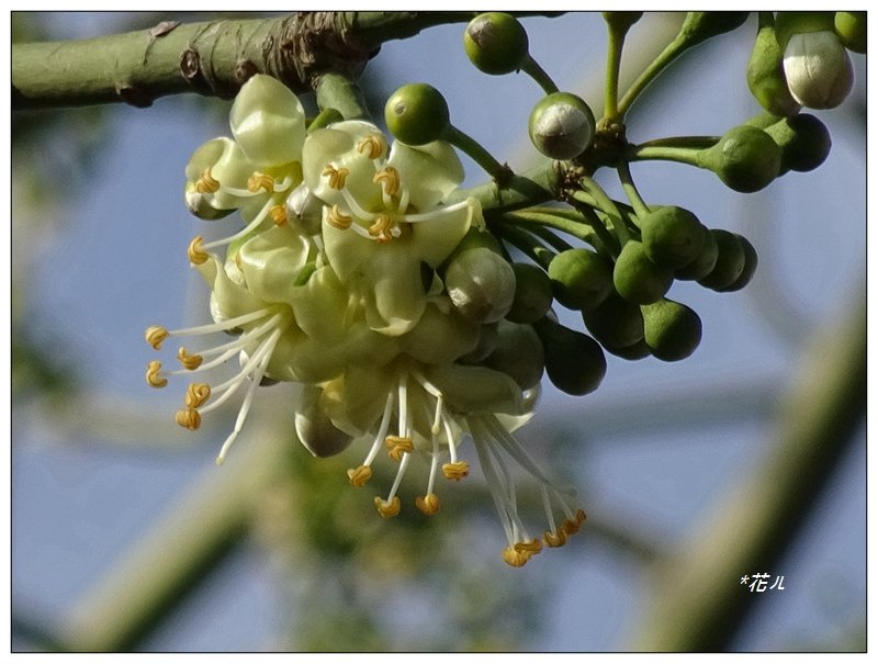 台中/吉貝木棉的花開_1231812