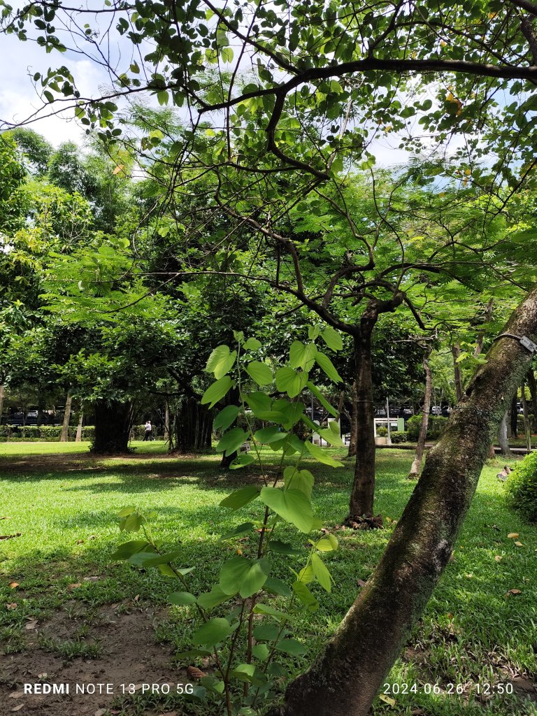 大安森林公園【走路趣尋寶】【臺北健走趣】_2536190