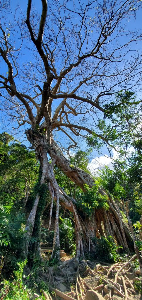 2023-01-27里龍山自然步道_2011084