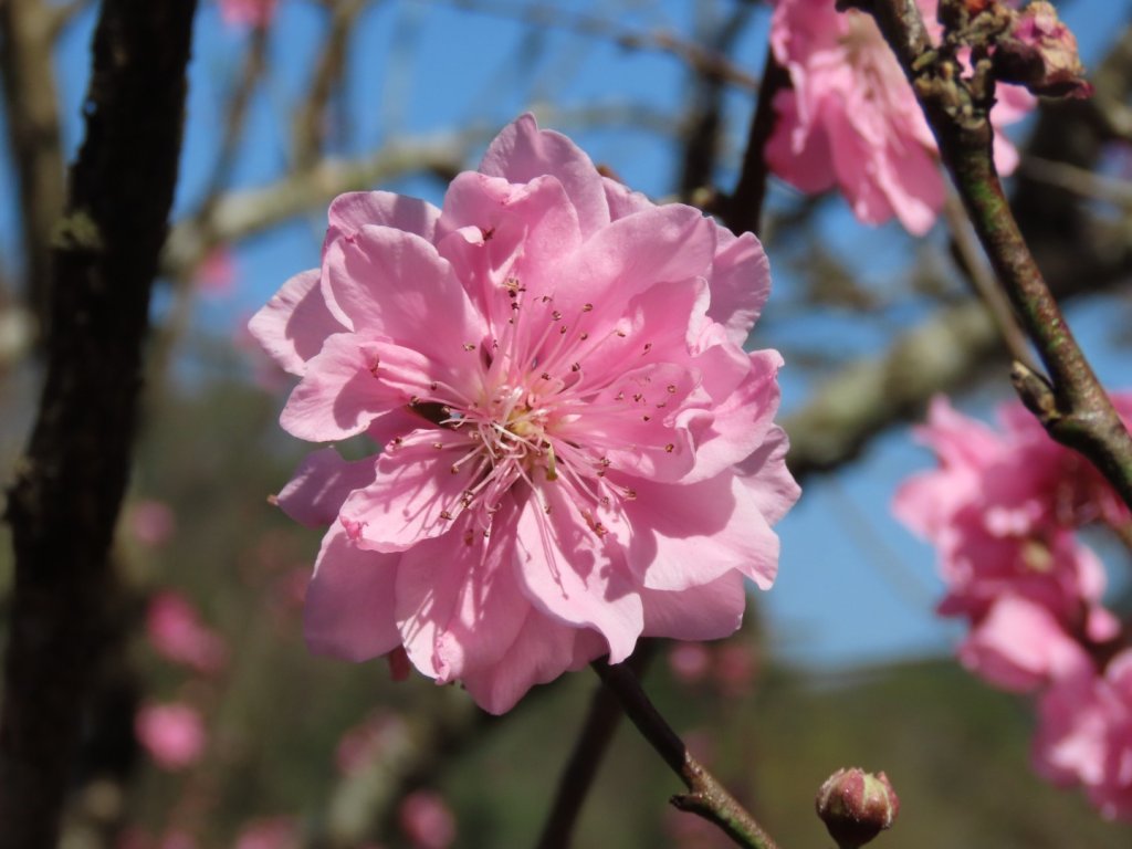 樟樹步道登山口前的［櫻花］（2024/2/14）_2433382