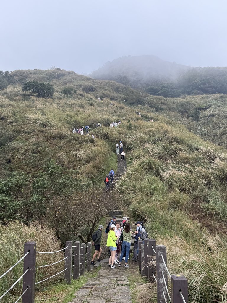 七星山 冷水坑上小油坑下環七星山人車分道O繞 20251108_2934881
