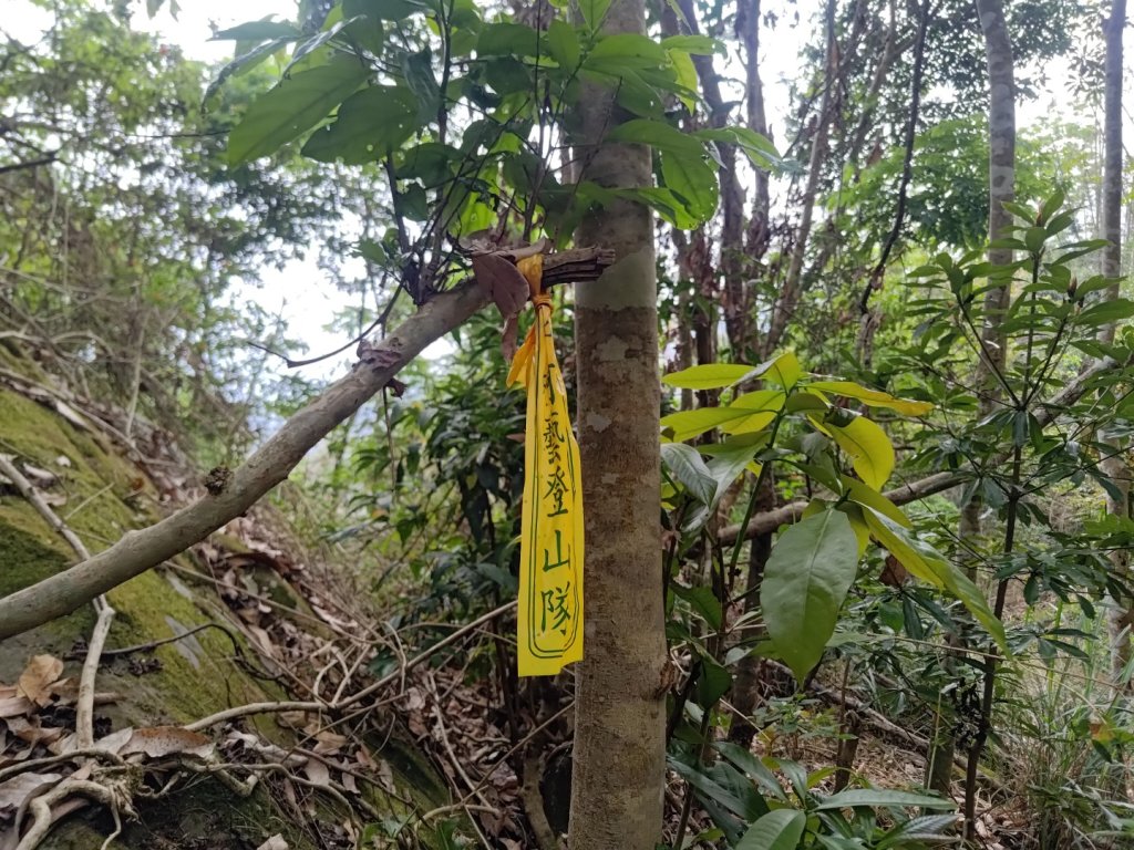 大埔頂坪林_2470126