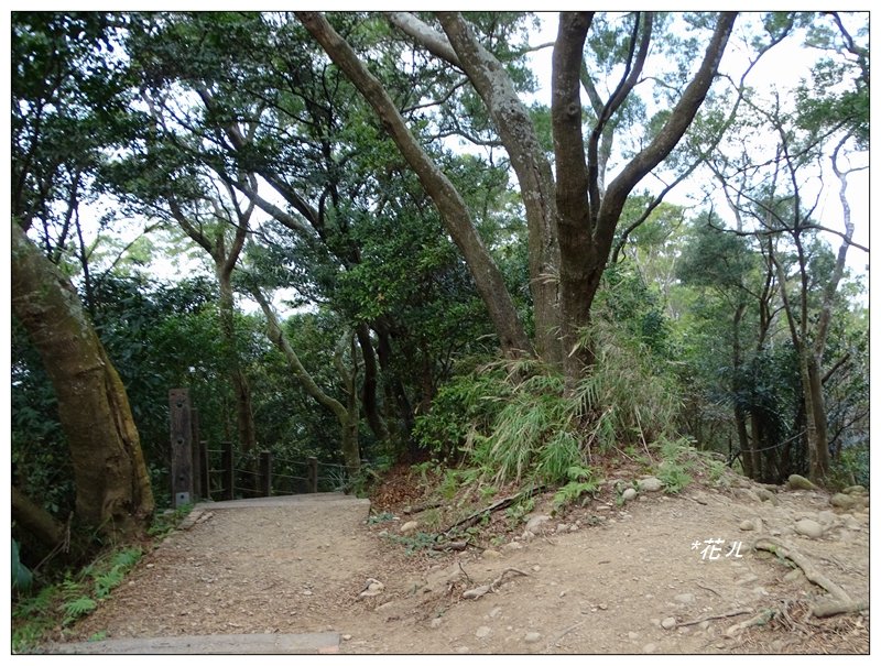 飛鳳山/觀日坪古道_773077