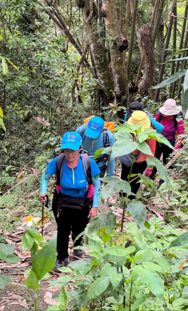 鳳凰谷步道走凍頂麒麟山_2772748