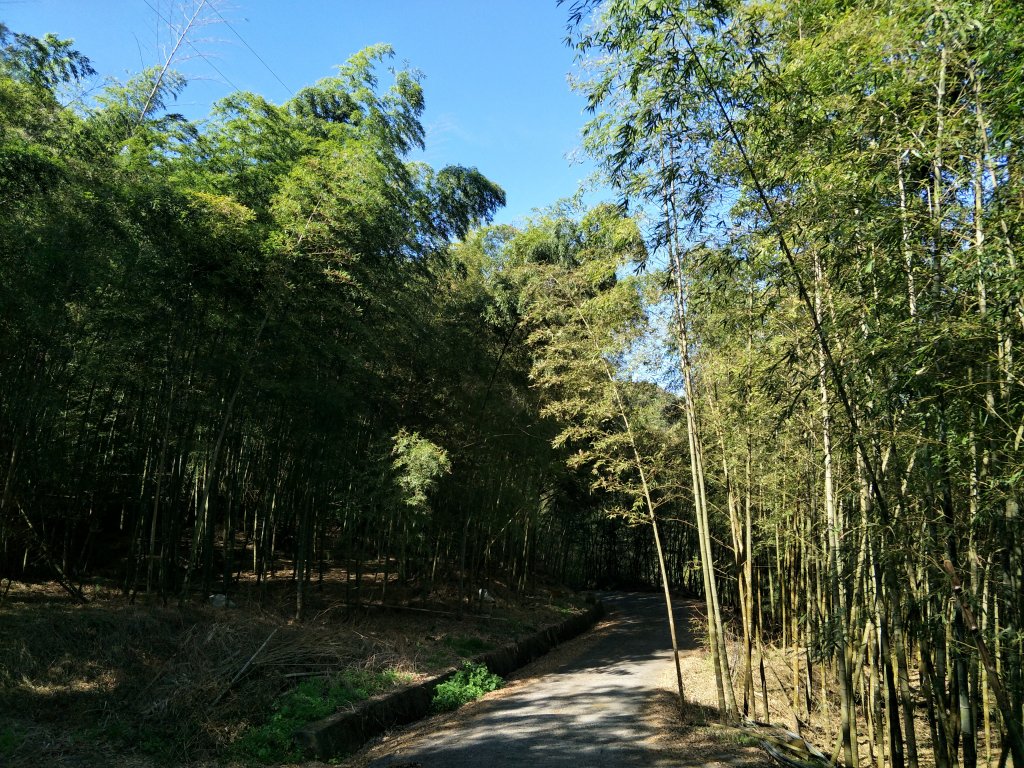 2018 11 22 挑筍古道(大尖山、後棟仔山步道)_463792