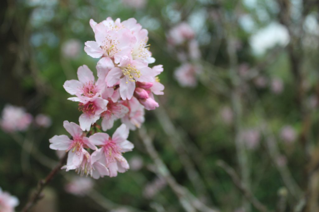 20240224嘉義半天岩山-尖凍山_2439762