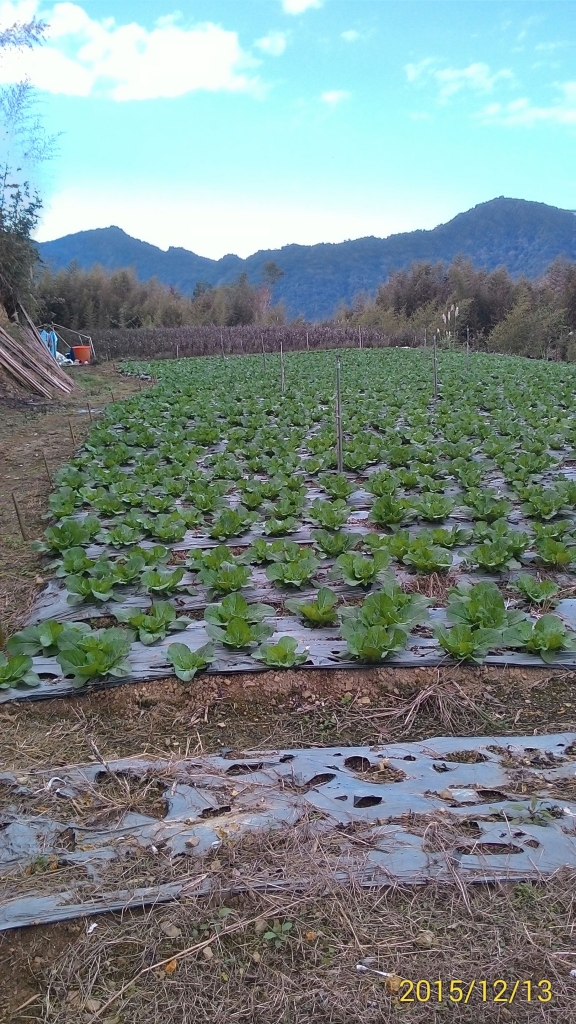 20151213尖石鄉屯野台山石麻達山_28022