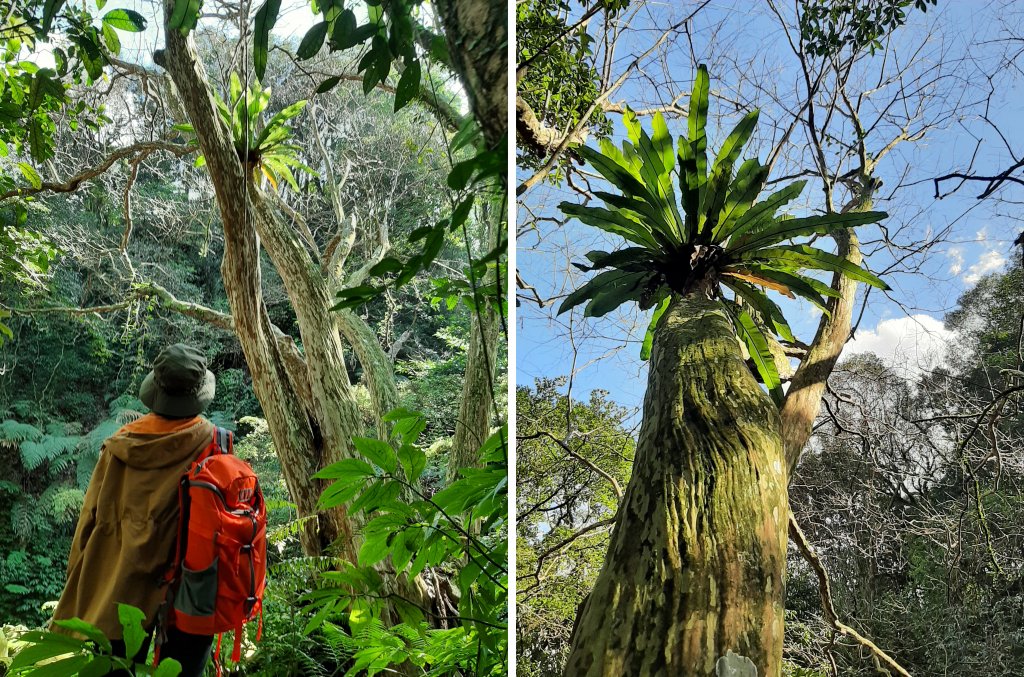 陽明山神秘綠境 • 鹿角坑保護區_2038640