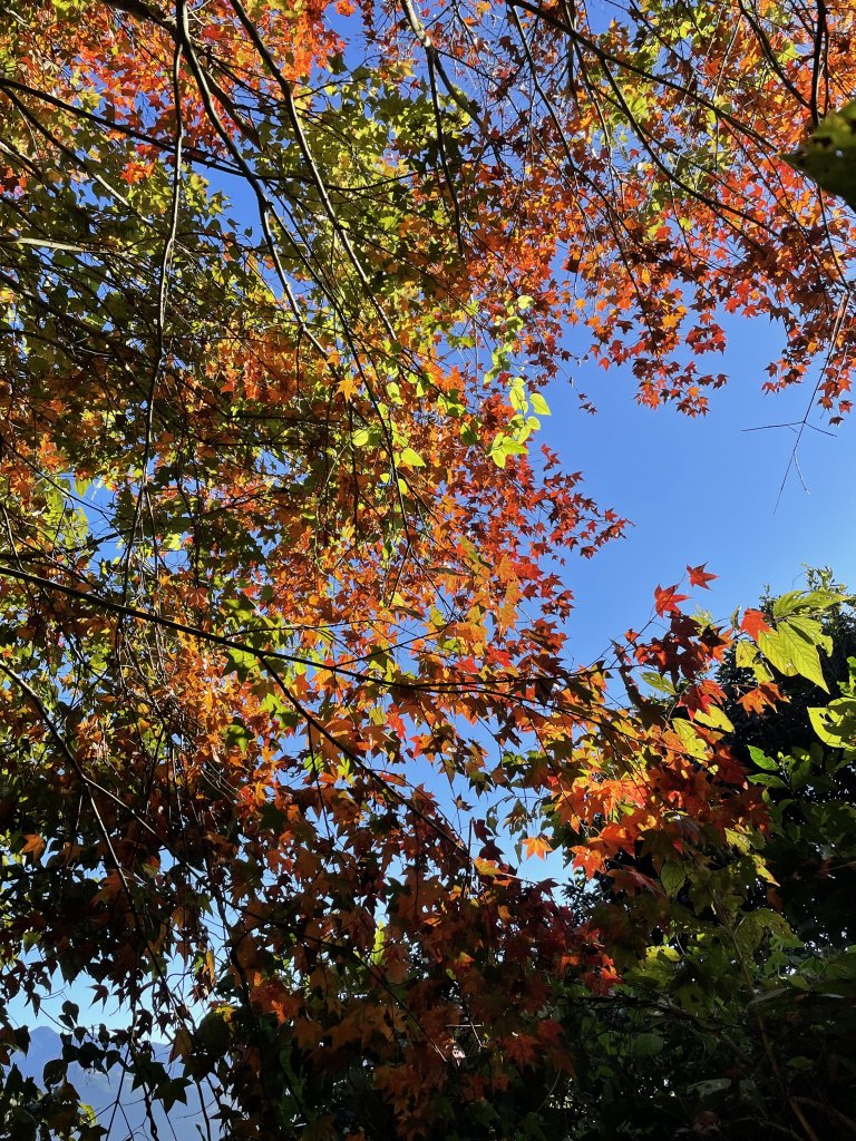 馬拉邦山-楓情萬種_1545579