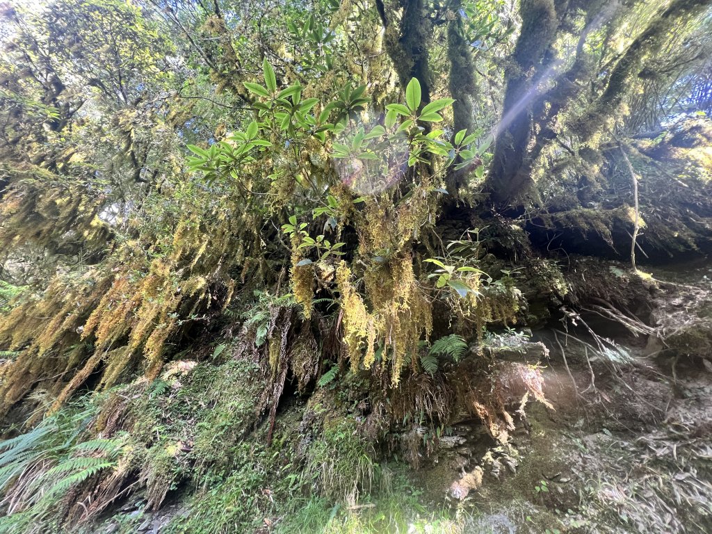 一日百岳系列-1110724奇萊主山單日往返_1776722