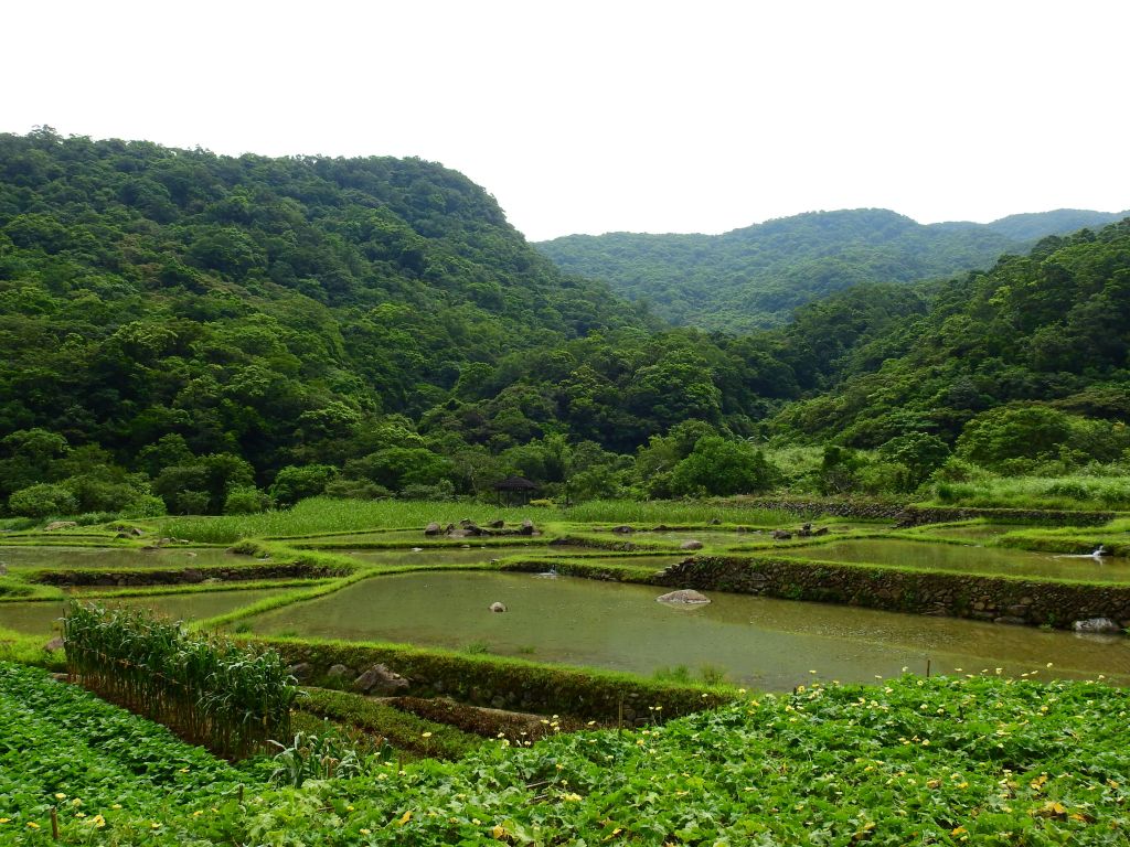 草嶺古道連走灣坑頭山封面圖