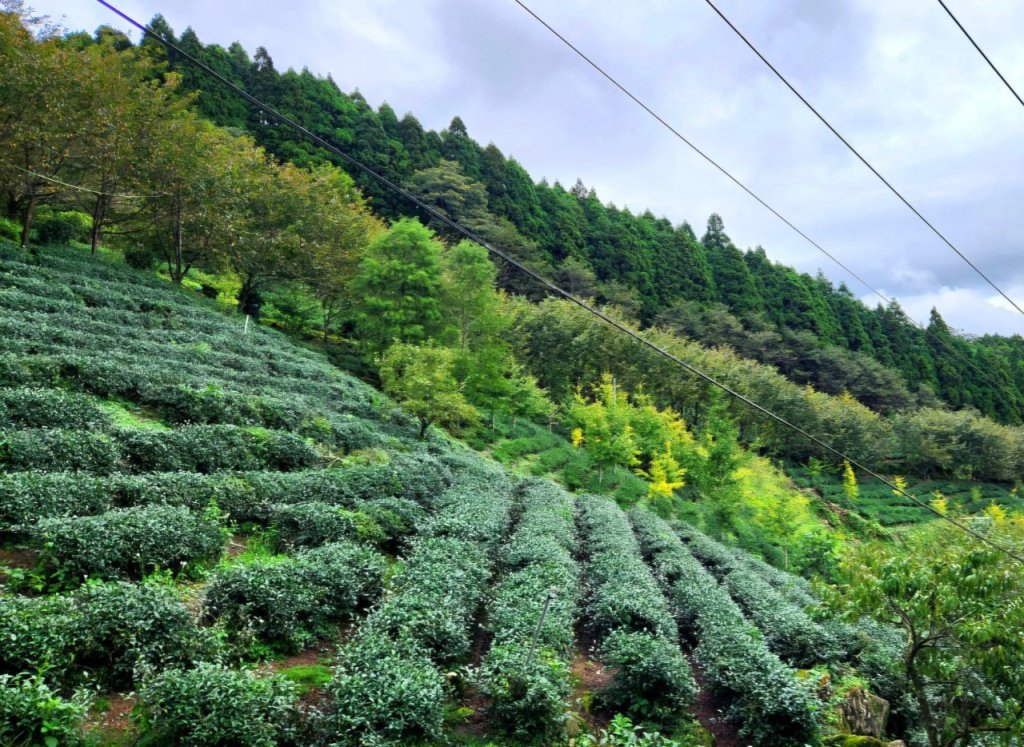 【中級山】有一種美，令人不想回家，新竹鵝公髻山_2744631