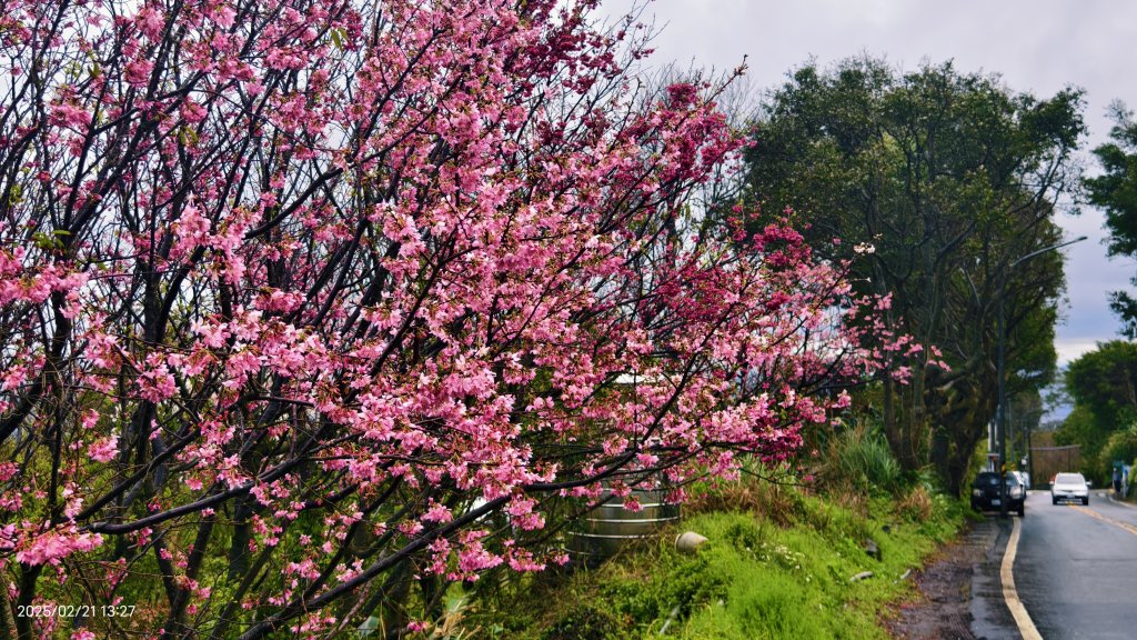 #十八份拐圳步道 #墨染櫻 2/21_2717232