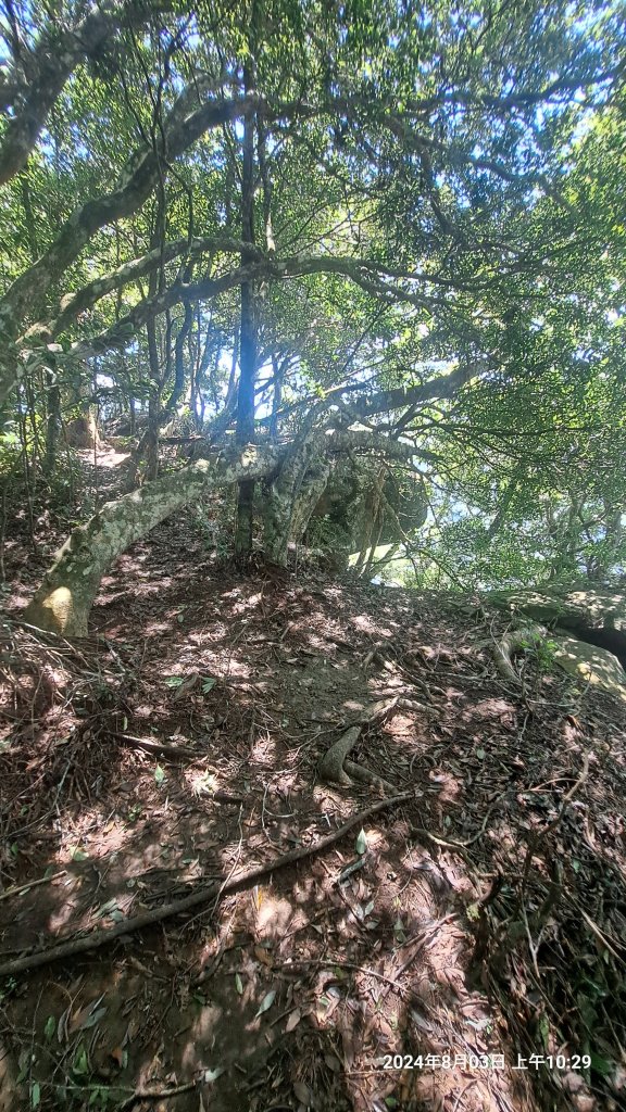 2024.8.3  (苗栗南庄)三角湖山+向天湖山_2573925