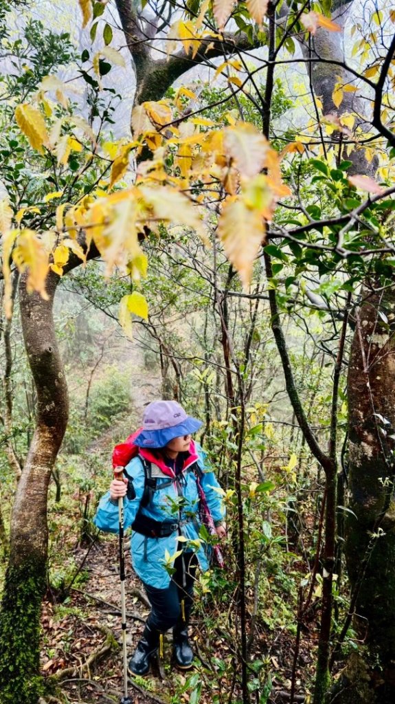 卡保石壁一葉蘭（耘夢谷上逐鹿山下O走）_2809510