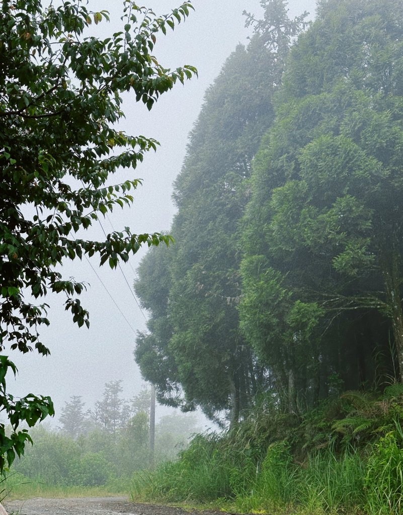 卓社林道_2247019