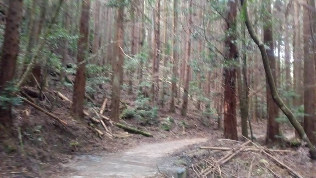 20221119 苗栗泰安雪見遊憩區 北坑山走走_1919852