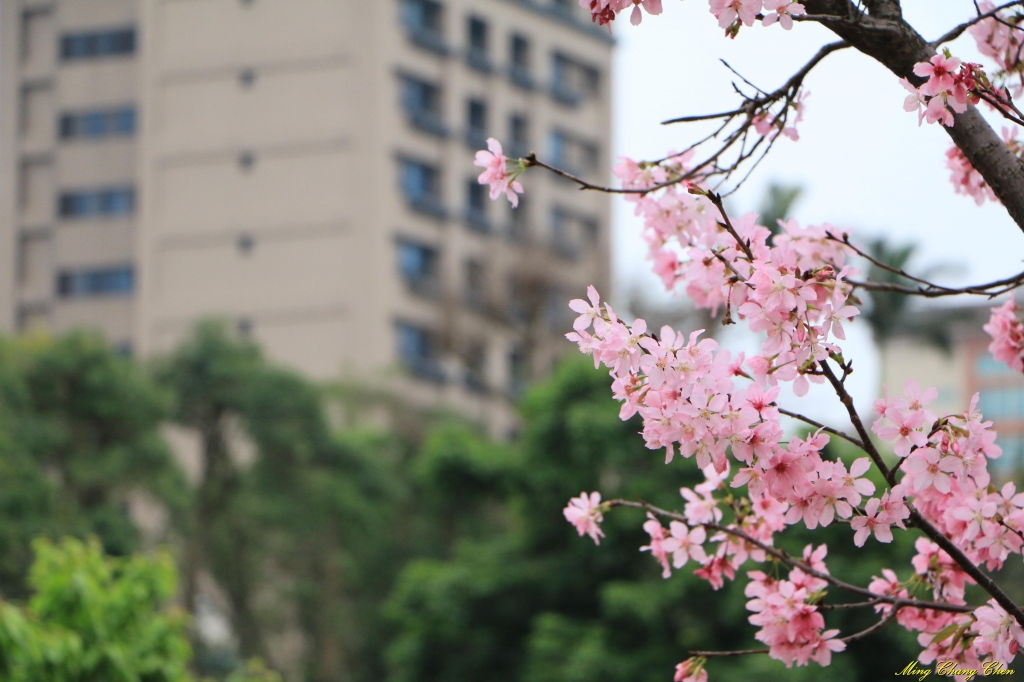 20160402~北投文化公園~_33717