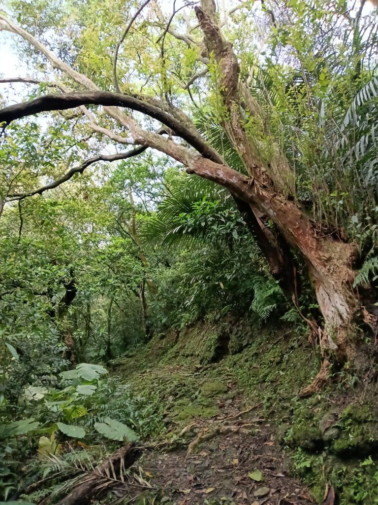 雙溪區三叉港+遠景古道+楊廷理古道+雞母嶺街O型_2758634