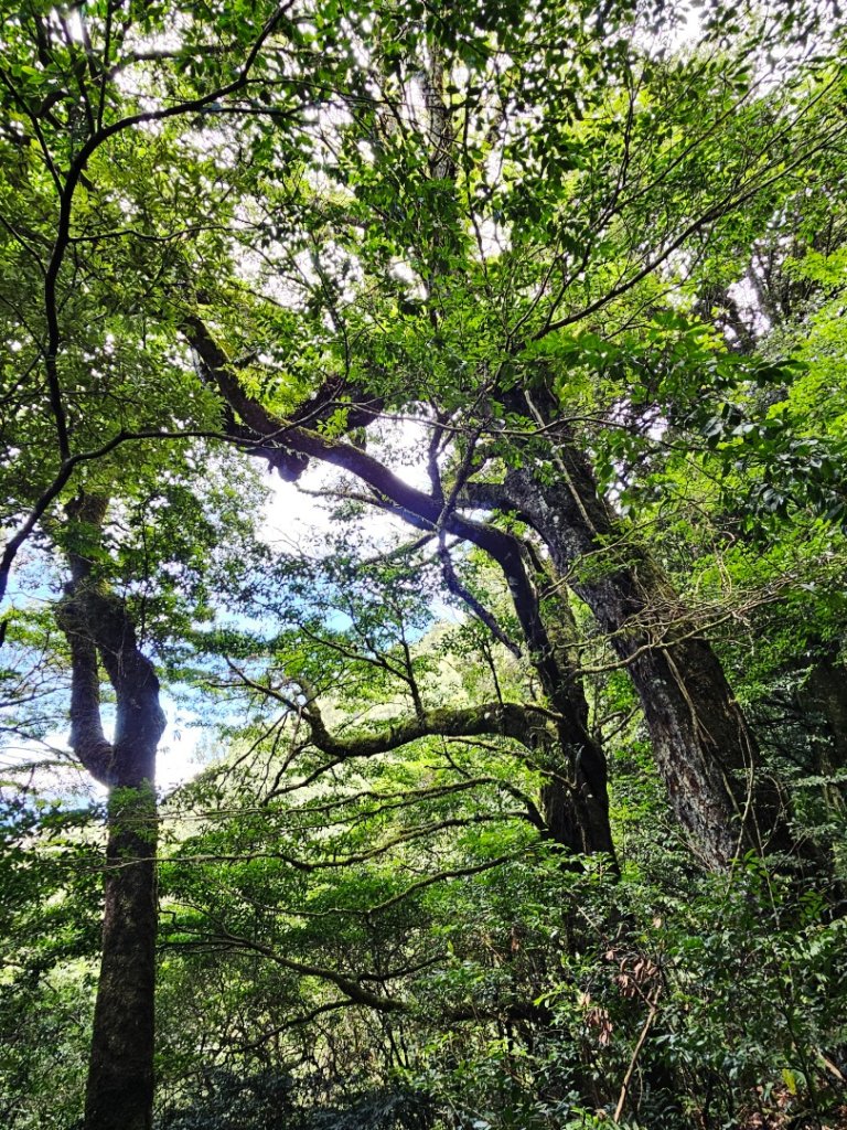 李崠山步道-2025森遊竹縣皮皮獅探險隊_2892631