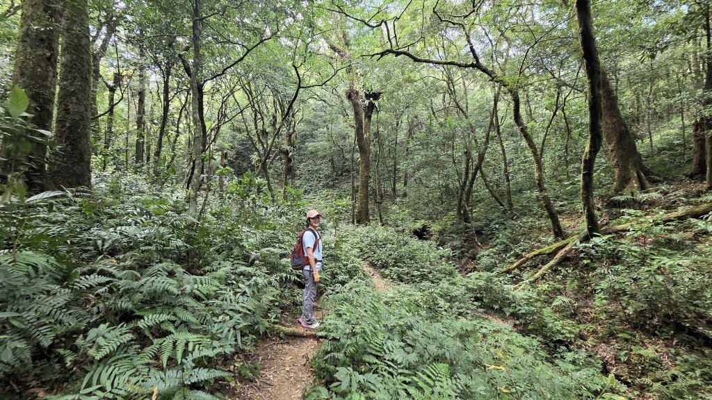 風和日麗來去烏來三山享受森林芬多精封面圖