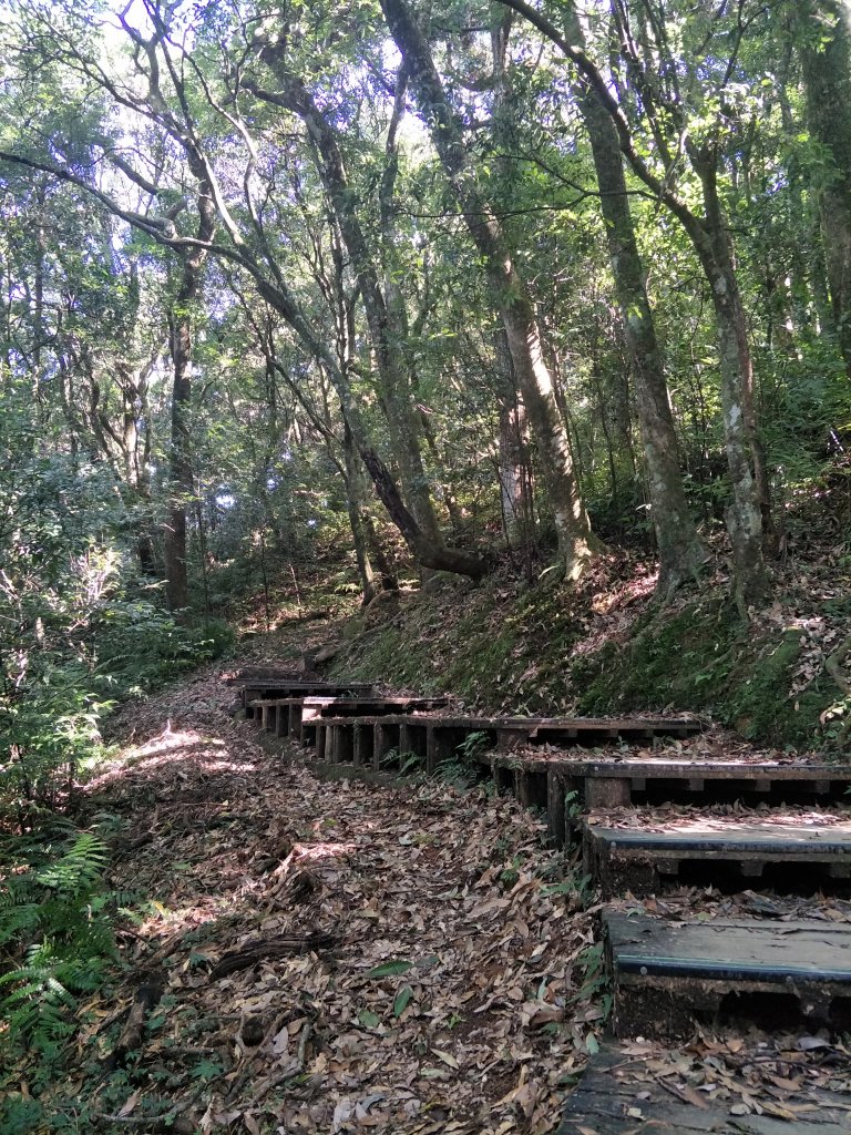 2020 10 28 東眼山自導式步道_1146616