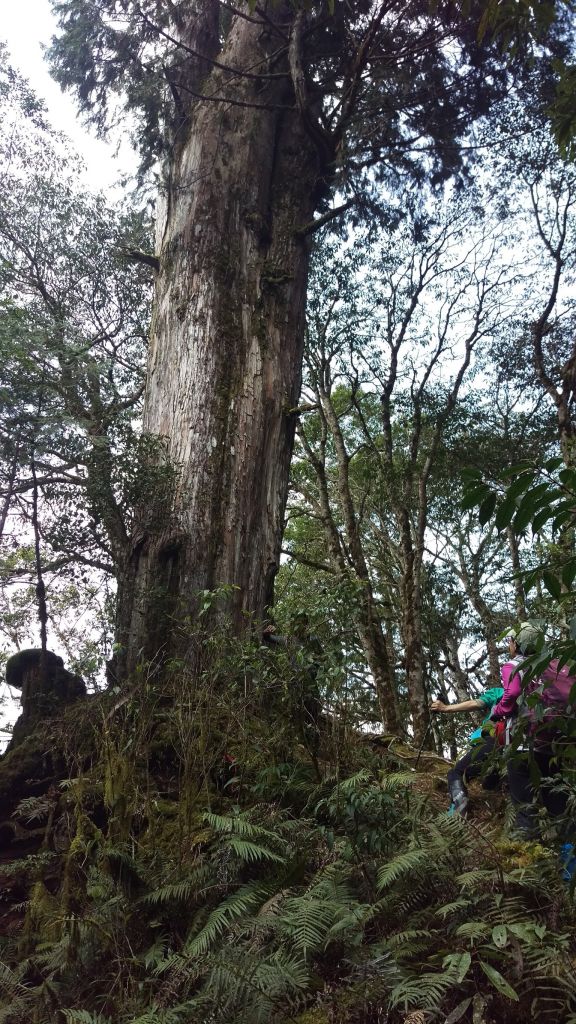 米羅山之木_292783