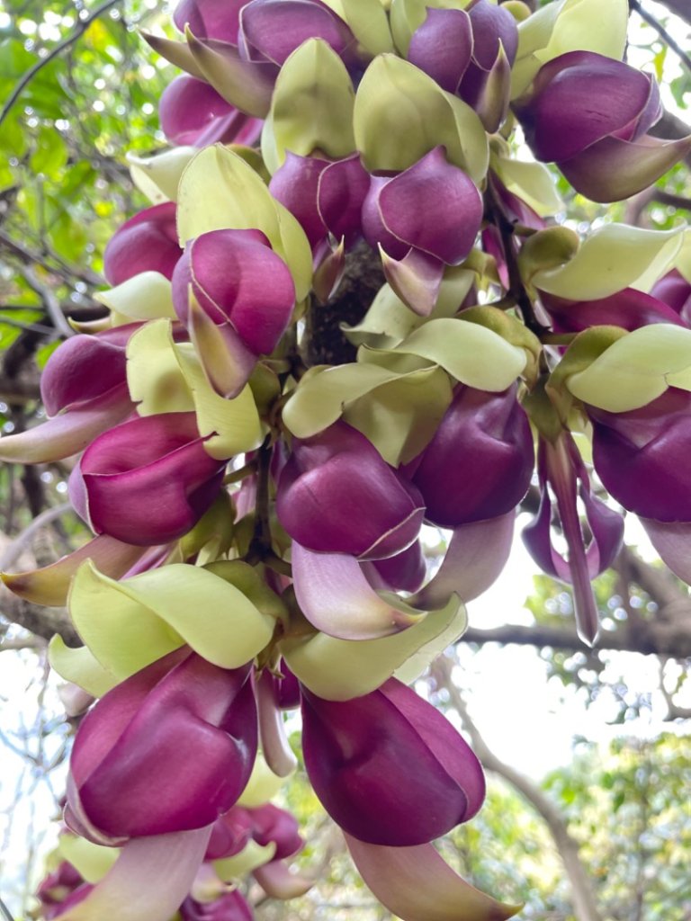 三峽橫溪三⛰️谷關 東卯山東南稜賞血藤_2747879
