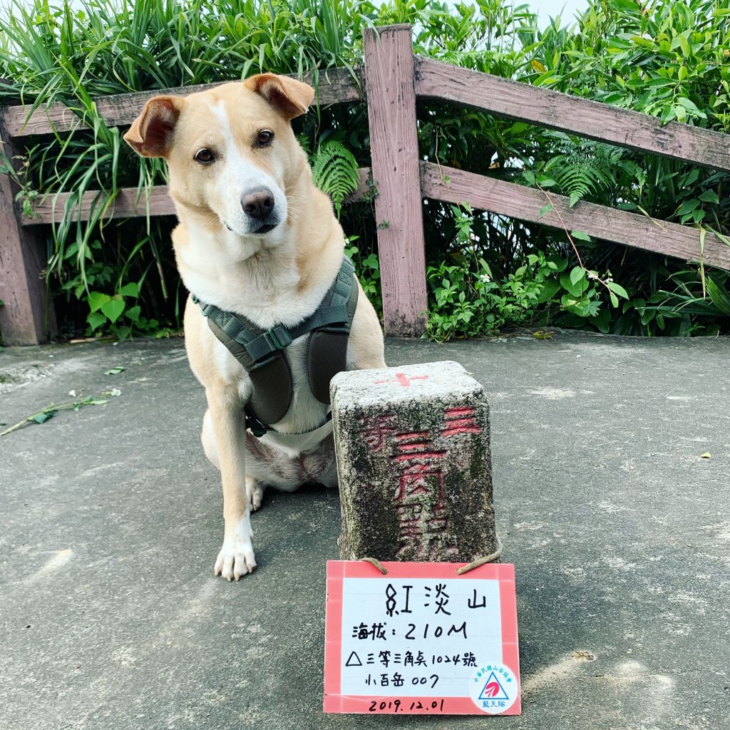 豆花紅淡山封面圖