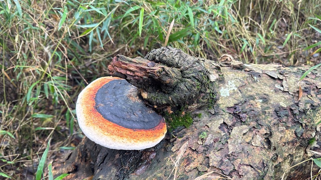 觀雪縱走_2836074