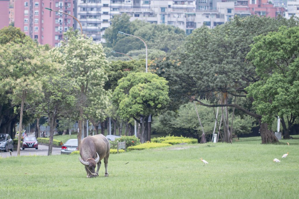 台北大縱走第一段：台北藝術大學-二子坪（緩步爬升的生態步道）_1713866