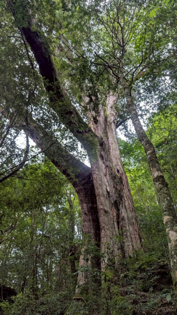 鎮西堡巨木步道群 (B區)_2861141