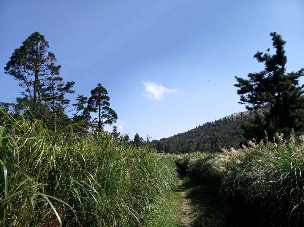 大屯主峰秋芒_418281