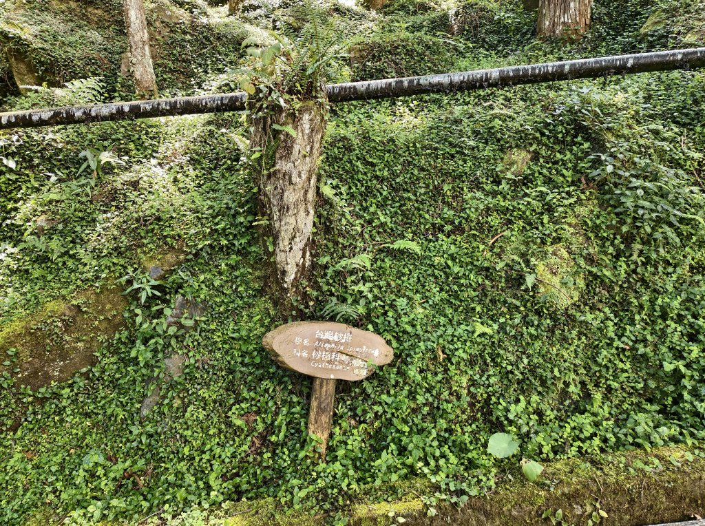 [百山百鳥尋旅-05/15] 2025_0830 溪頭賞鳥步道_銀杏步道_2875505