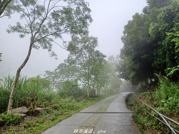 【雲林古坑】適合親子散散步。 華山小天梯情人橋_1681749