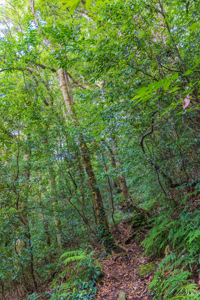 [新竹]李崠山_2538334