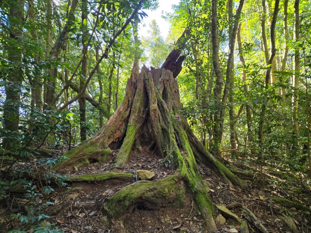 屋我尾山（谷關七雄）_2664177