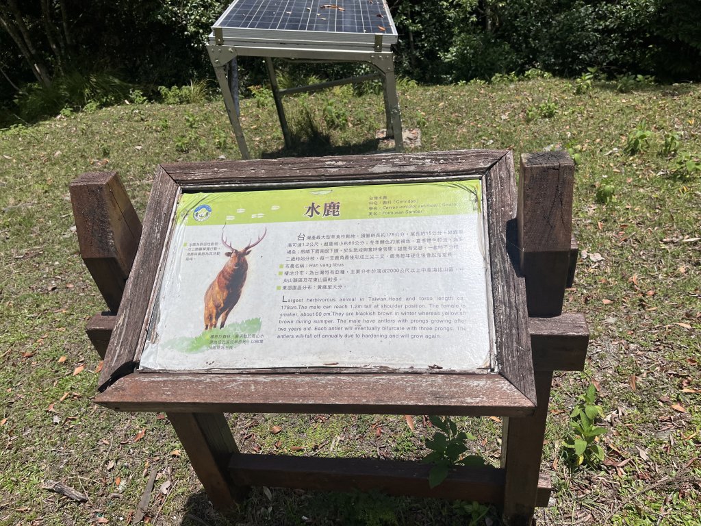 [玉山尋寶任務-03/12] 2025_0810 瓦拉米步道_2857849