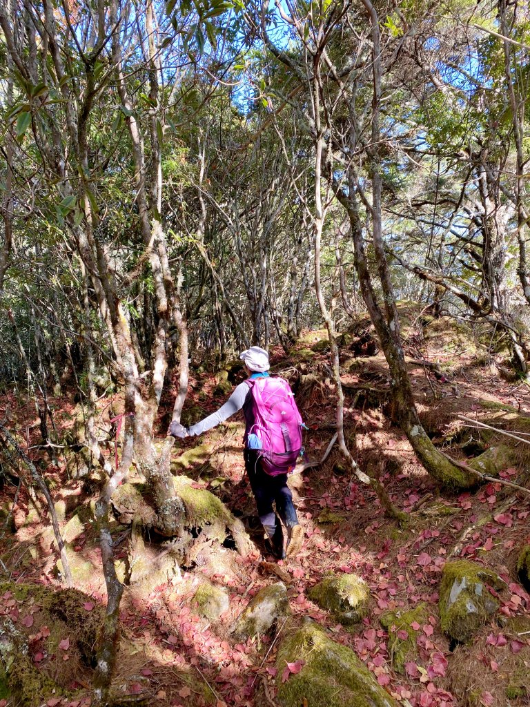 南橫小關山林道登斯拉巴庫山 202116_1233218