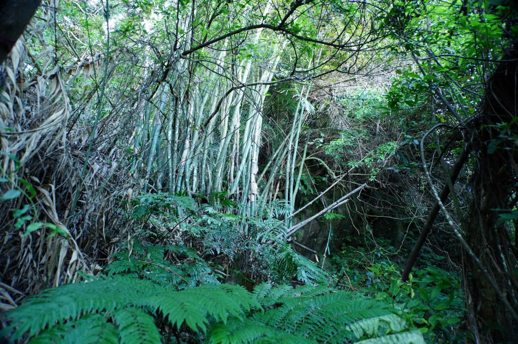 新北 三峽 內詩朗山、金平山_2950934