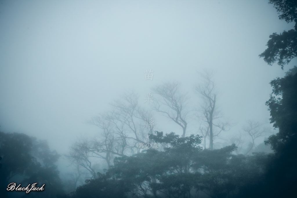 三義霧の森_260921