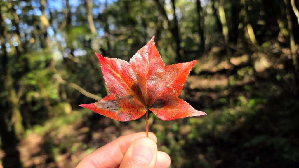 東北季風起遊走雲瀑和山毛櫸間的啦卡山與北插天山登山行_2951092