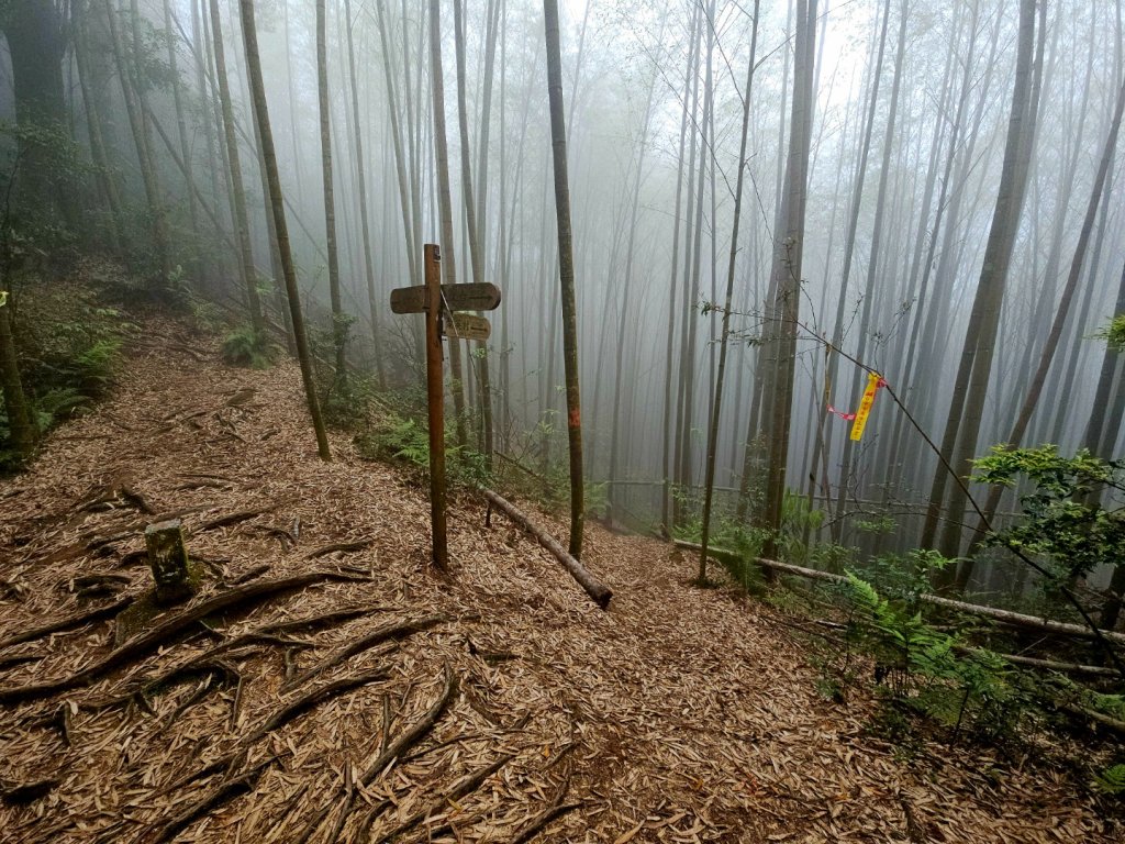 金柑樹山、忘憂森林步道-(南投)臺灣百大必訪步道_2789387
