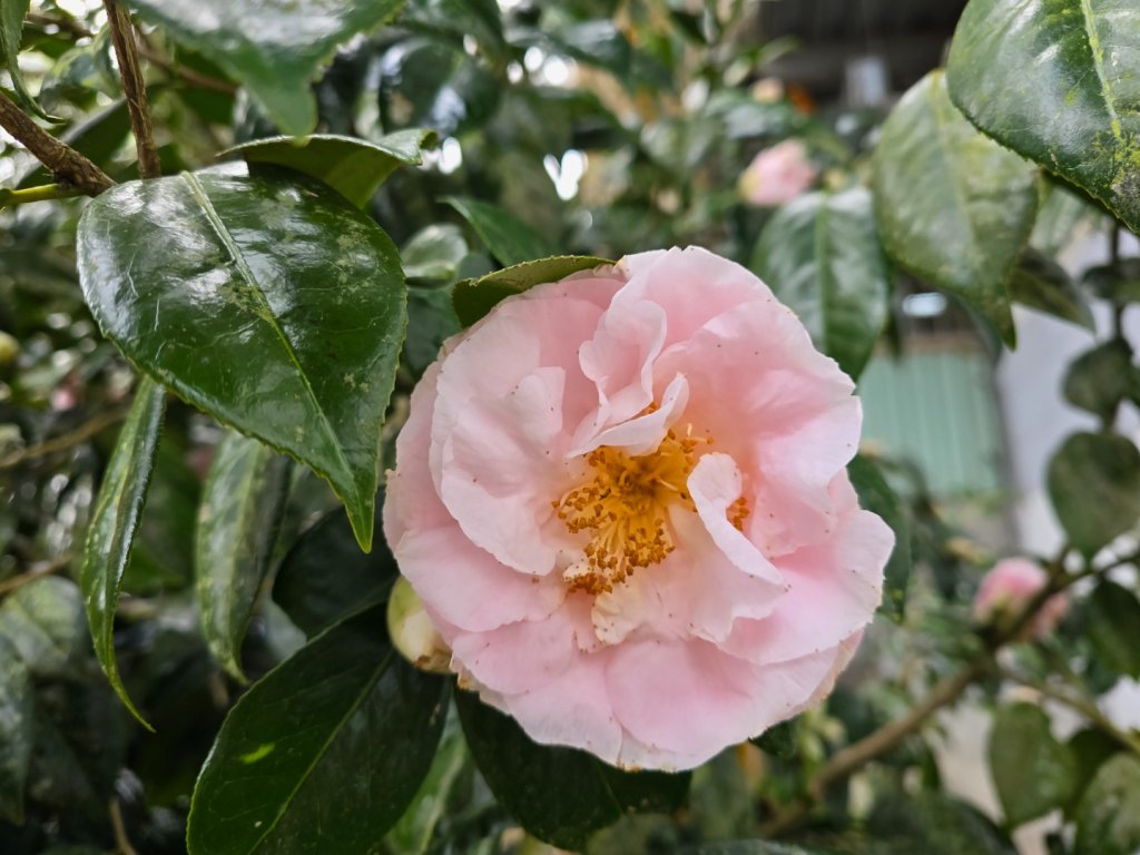 溪頭五連峰O繞（大崙頭／樟空倫／貓冬望／志騰／竹崙）_2652384