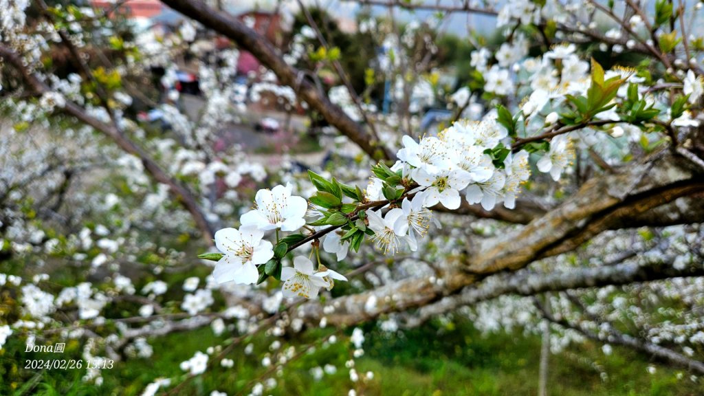 鎮西堡巨木群步道o型全程一日遊_2440374