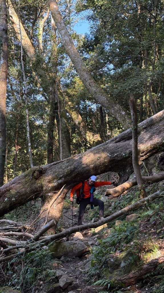 山毛櫸的「最後一舞」_2955250