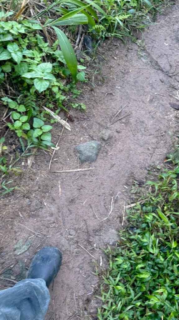 漫遊陽明山_2952060