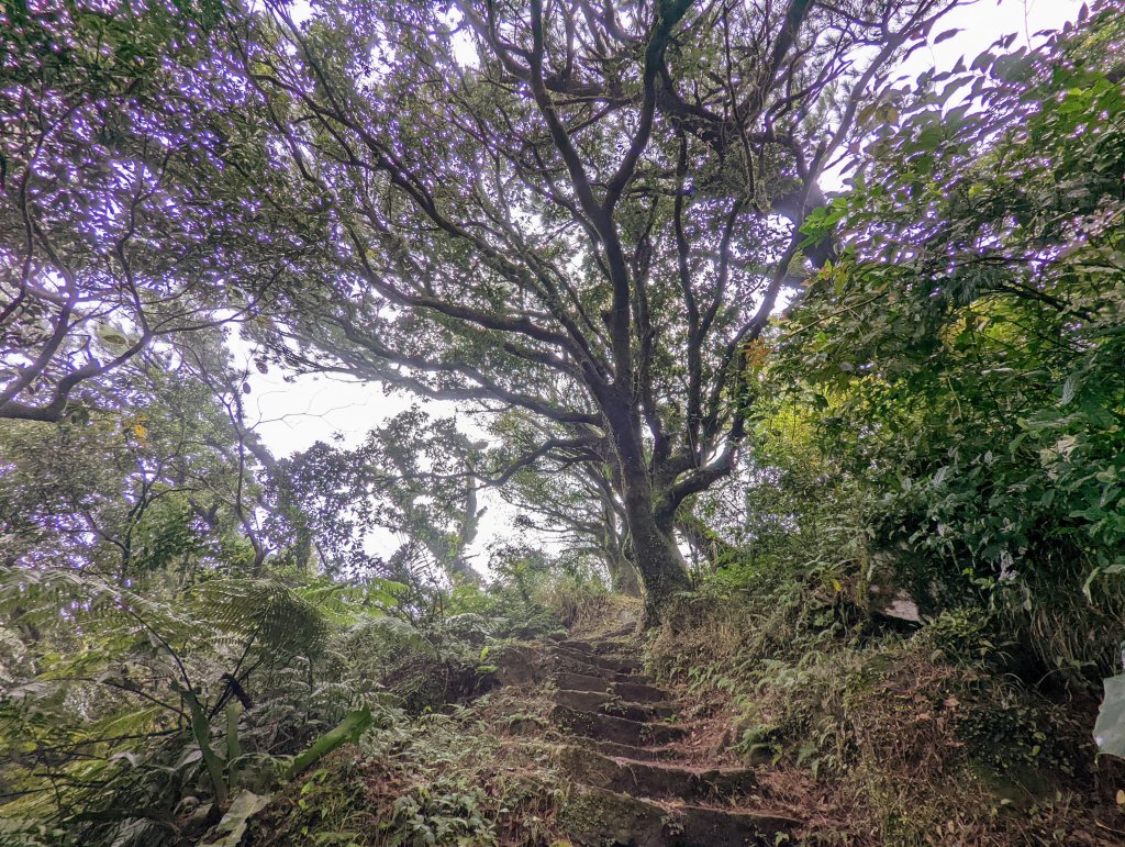 寒風中面天山、向天山及二子坪步道巡禮_1565708