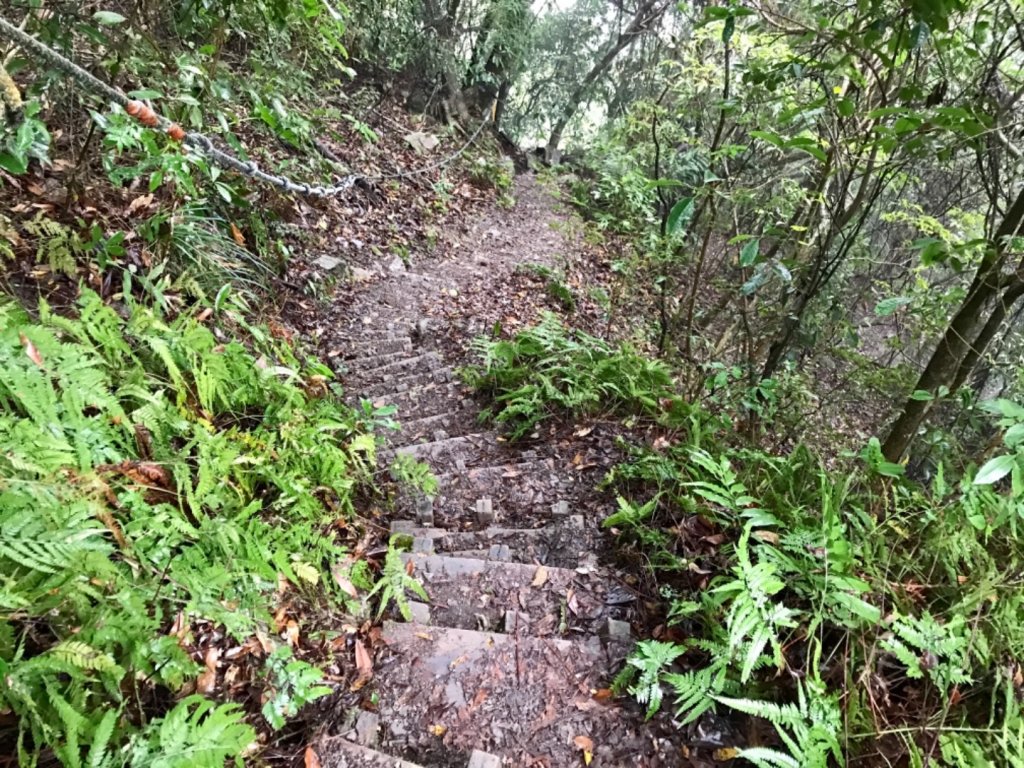 水雲之鳳 上島山_491290