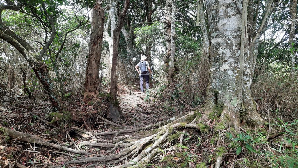 《新竹》幸福雲海｜鵝公髻山步道X山上人家20221105_1900186